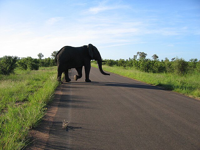 Elephant at Kruger National Park, SA